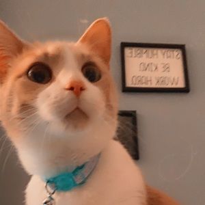 Meet your Posher, Alison